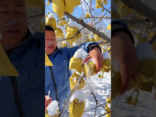 The apple is covered in ice#shots #ice  #viral