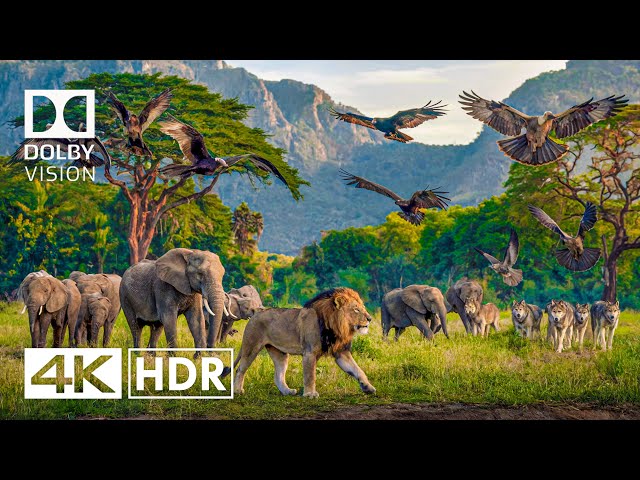 Wild Animals in 4K Video - 4K HDR Dolby Vision