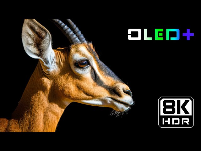 BEST OF OLED - Special Vision 2024 in 8K HDR | Dolby Vision™