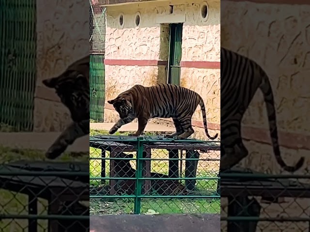 Wildlife in zoo #wildlife #zoo #travel #wildanimals #animals #shorts #shortvideo #trending #travel