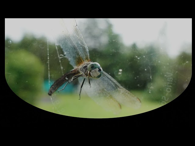 Dragonfly in web (VR still image)