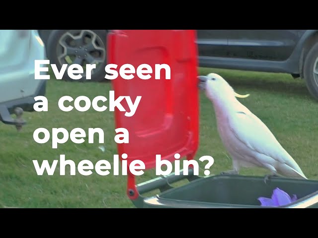 Cockatoos in southern Sydney have learned to open curb-side bins — and it has global significance