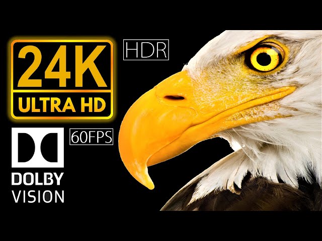 24K HDR 60fps Dolby Vision | Real Black