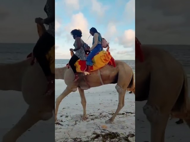 Living life to the maximum #youtubeshorts #shorts #camel #camelride #camels #beach #beachlife