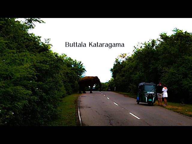 The great robber on the Buttala Kataragama road Elephant soul