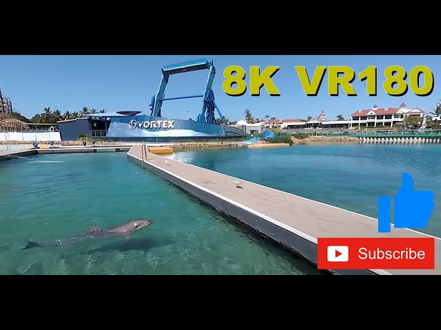 8K VR180 Rescue Dolphins at Sea World Marine Park on the Gold Coast, Queensland, Australia