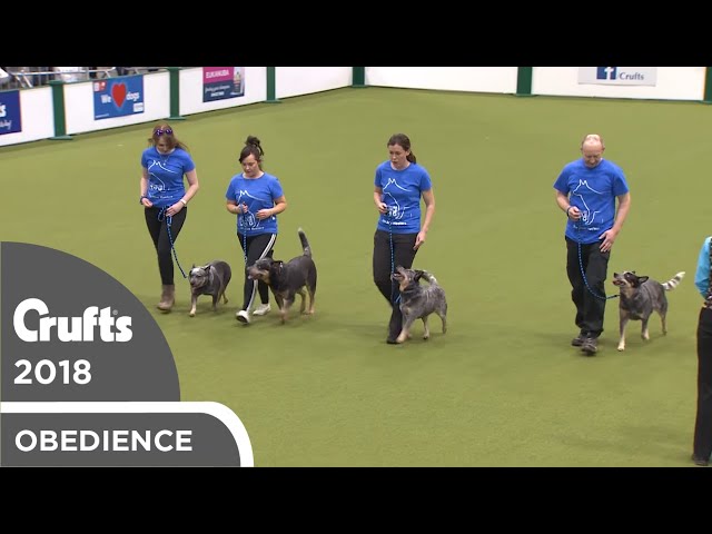 Obreedience - The Blue Heelers | Crufts 2018