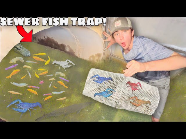 Sewer FISH TRAP Catches RARE Colorful CRAWFISH!