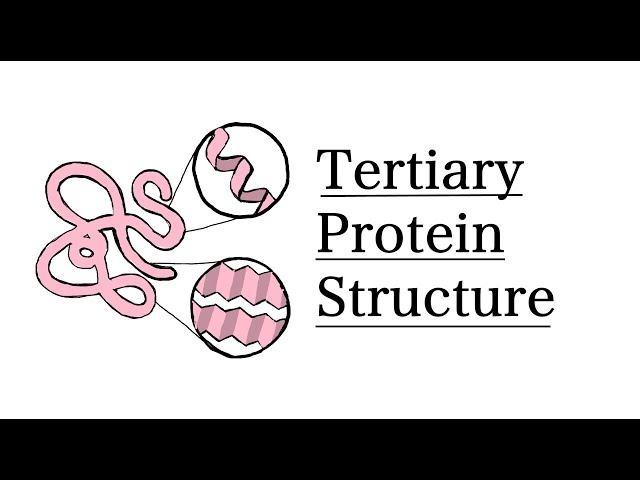 Tertiary Structure of Proteins | MCAT Biochemistry