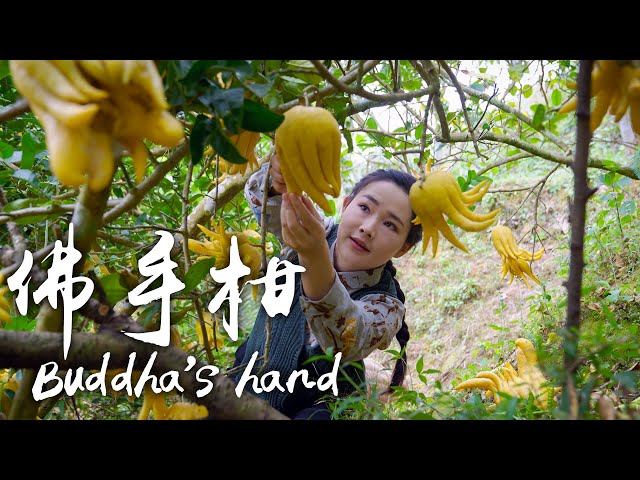 「One Fruit for a Table"」Buddha’s hand - Fancy Fruit with Decorative & Medicinal Uses