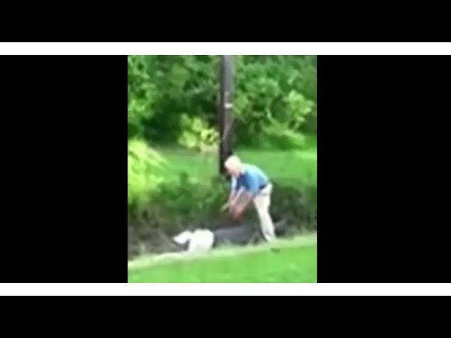 Crocodile attack the man who try to catch him #shorts #wildlife