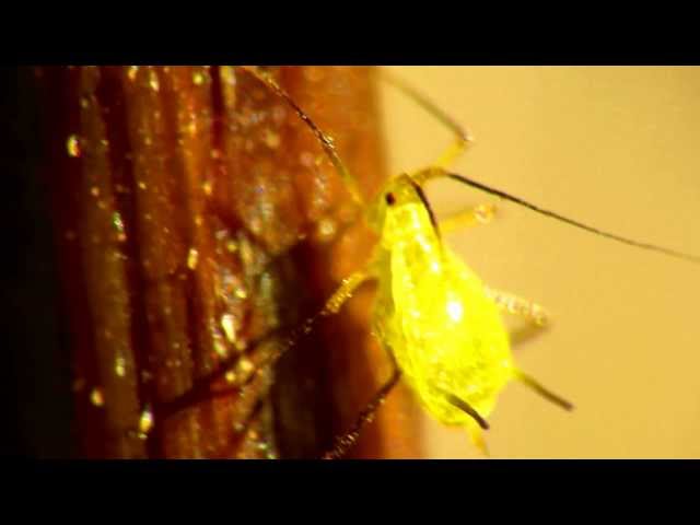 Raynox DCR 250 Super Macro Aphid