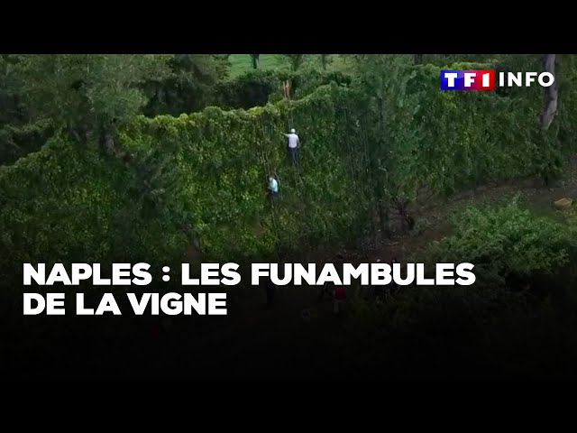 Naples : les funambules de la vigne