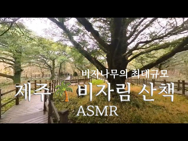 비자림 산책 (Walking Bijarim Forest ) FHD