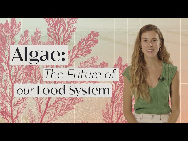 Can Algae Change our Food System?