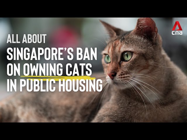 The cat ban in Singapore's public housing | All About