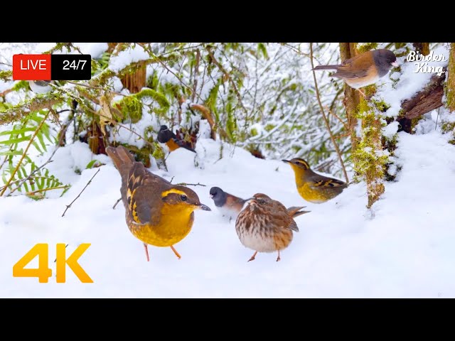 🔴 24/7 LIVE: Cat TV for Cats to Watch 😺 Cute Birds Squirrels in the Snow 4K