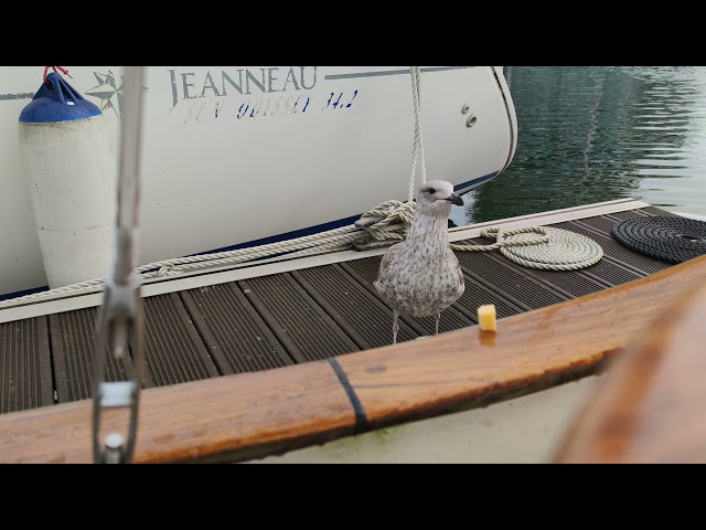 Seagull likes to eat cheese (a lot) yummie 😋