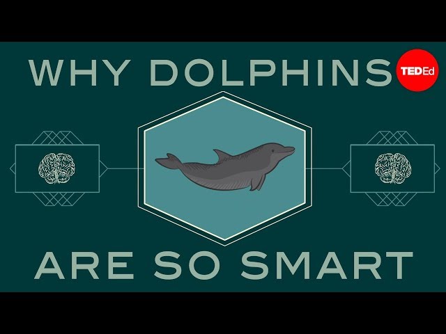 How smart are dolphins? - Lori Marino