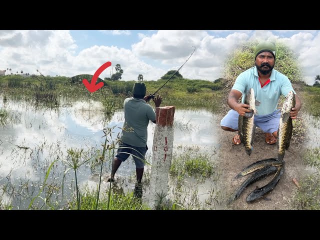 చాల పెద్ద కొర్రమెన్లు పడ్డాయి మామ🙄,ఒకకటి minimam 2kg🔥#snakeheadfishing #korramenufishing #bigfish