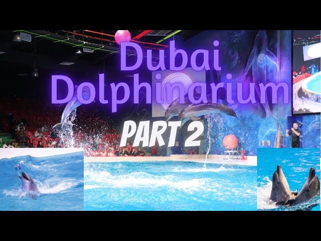 Dubai Dolphinarium Part 2 | HD Dolphin Show #dolphinsgames #dolphinstunts