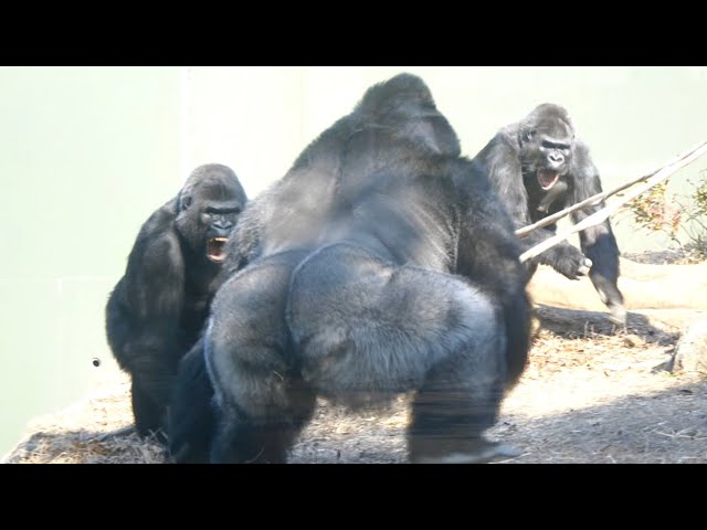 Gorilla's Big Fight❗️| Shabani's Son Shuts His Mind To Dad | What's Wrong With Shabani?