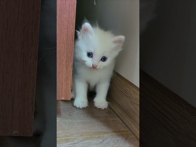 The white kitten was offended that he was not allowed to play with the wire. #cats