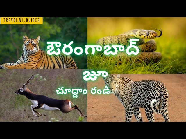 జూ 🐅🐯🐊🐢🦎 (Zoo)చుద్దాం రండి …wildlife in zoo. #travelwildlifer #wildlife #travel