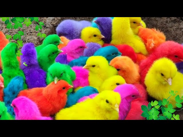 World Cute Chickens, Colorful Chickens, Rainbows Chickens, Cute Ducks, Cat, Rabbits,Cute Animals🐤🐣🦆🐟