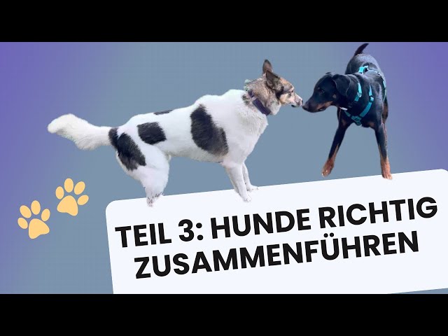 Teil 3: Hunde richtig zusammenführen – Ylva‘s Begegnung auf neutralem Boden #hundetraining