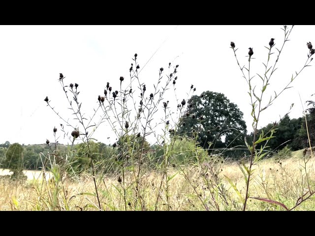 I love the contrast of knapweed seed heads against dried grass stems