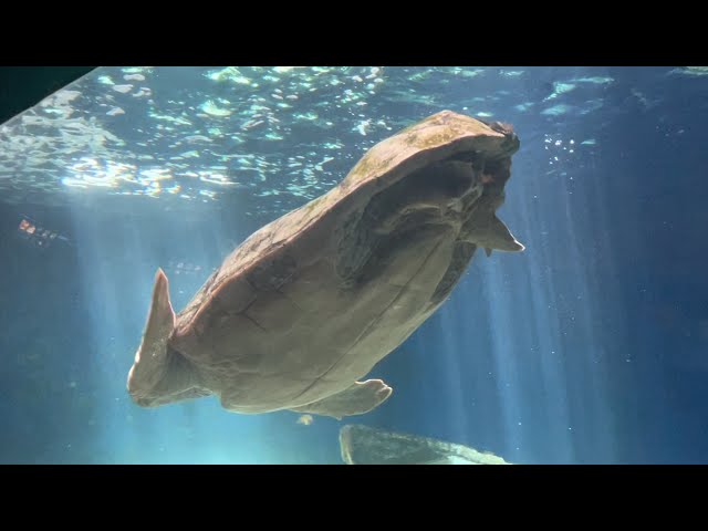 8/15/21 BIRCH AQUARIUM