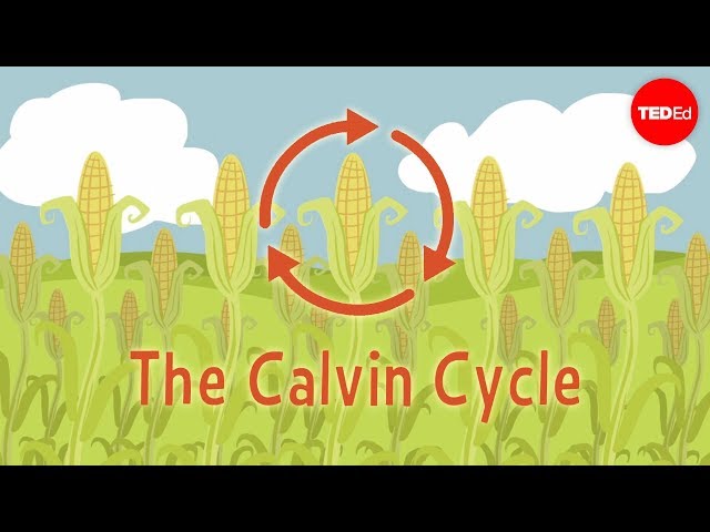 Nature's smallest factory: The Calvin cycle - Cathy Symington