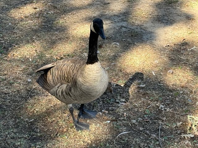 ELİMDEKİ EKMEK POŞETİNE GÖZ DİKEN KANADA KAZI #canadiangoose #california