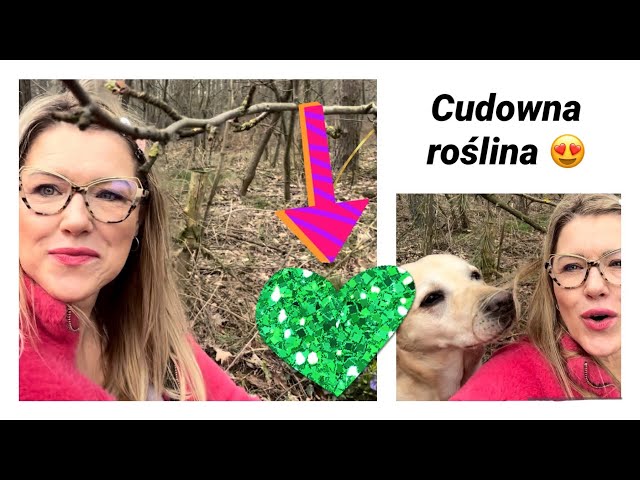 Barwinek-jedna z najbardziej obniżających cukier i obniżających ciśnienie roślin 🌸🌸🌸