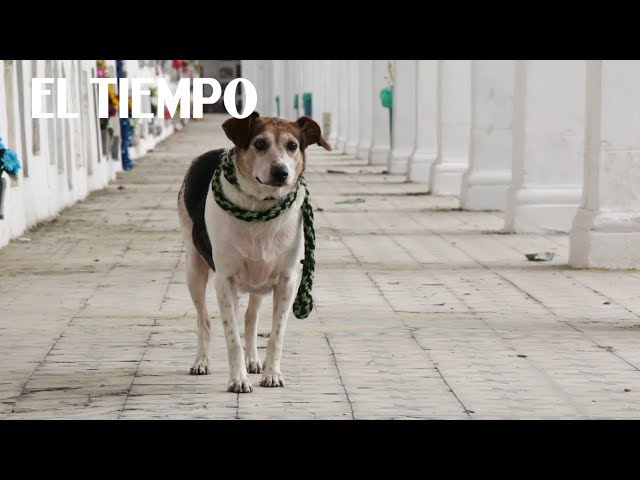 En Bogotá se realizó la primera jornada de adopción de animales con realidad virtual | EL TIEMPO