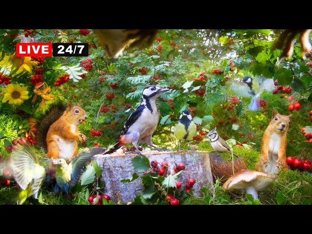 🔴24/7 LIVE: Cat & Dog TV NO ADS😺 Birds and Squirrels with Autumn Vibes