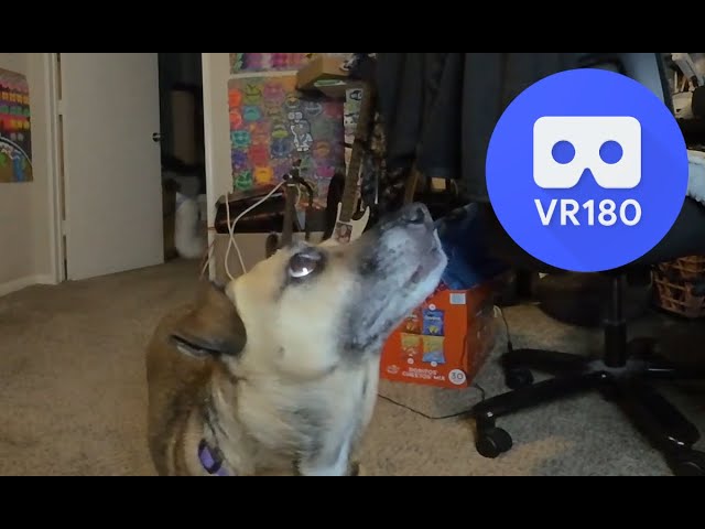 My dog destroys a platypus toy in VR180 5.7k 3D.