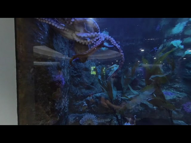 huge octopus at the Dallas world aquarium