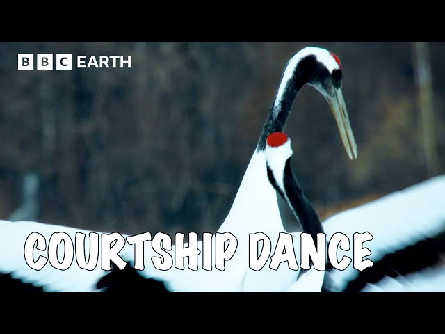 Red-Crowned Cranes Are Stylish Superstars | Asia Fun Facts | BBC Earth Kids