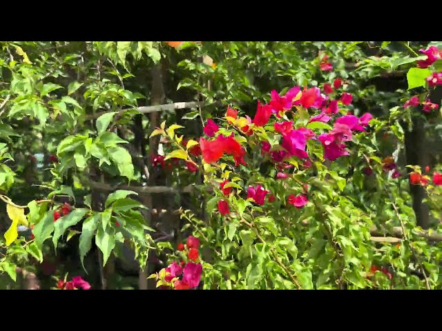 Beautiful Gate flowers in the garden | Royalty free stock video footage - No copyright | 4K