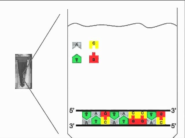 PCR: Polymerase Chain Reaction