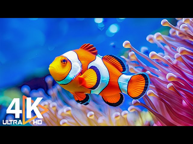 4K Aquarium Serenity 🐠 Stunning Coral Reef Fish with Calming Music for Ultimate Relaxation