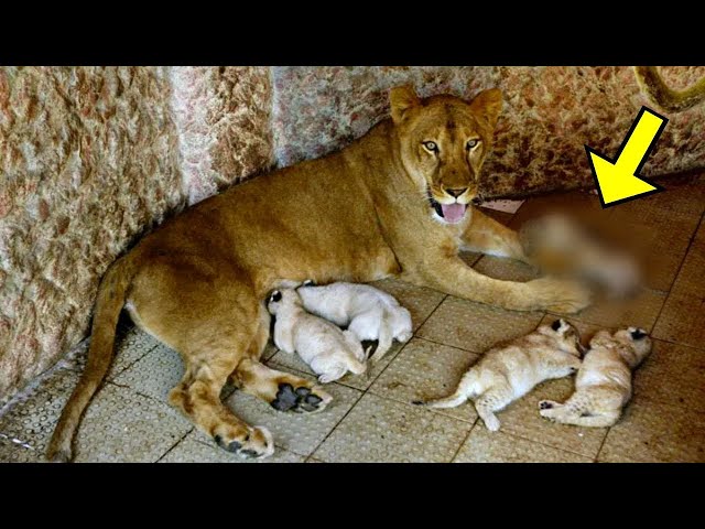 Lioness Gives Birth, But What She Gave Birth To Shocked Everyone!