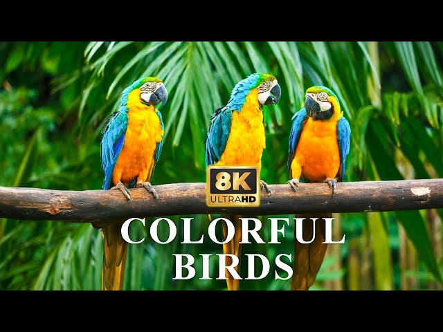 Breathtaking Wildlife in 8K HDR | Colorful Birds | Birds Chirping