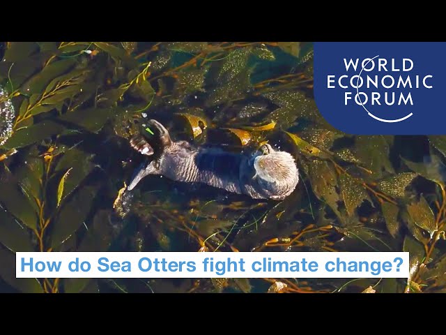 Sea Otters that Fight Climate Change