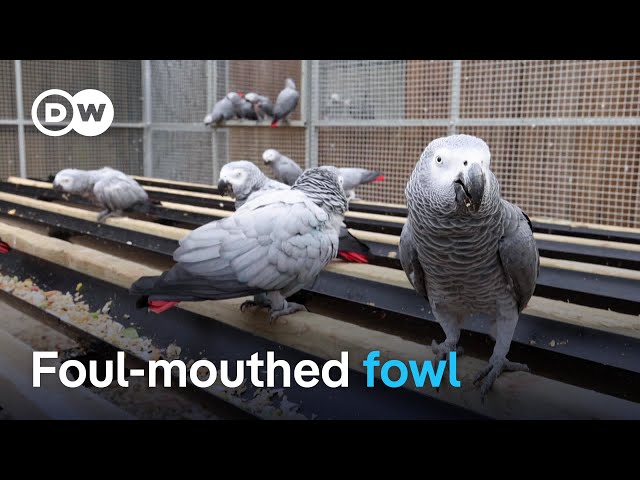 The problem with Britain’s cursing parrots | Focus on Europe