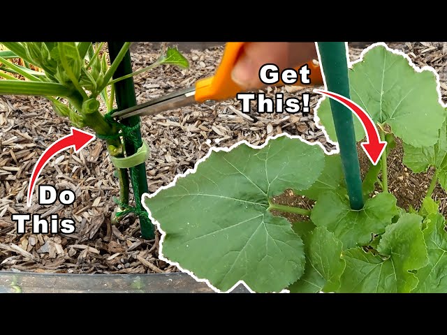 Training Squash to grow Vertically - Trimming to Reduce Pests