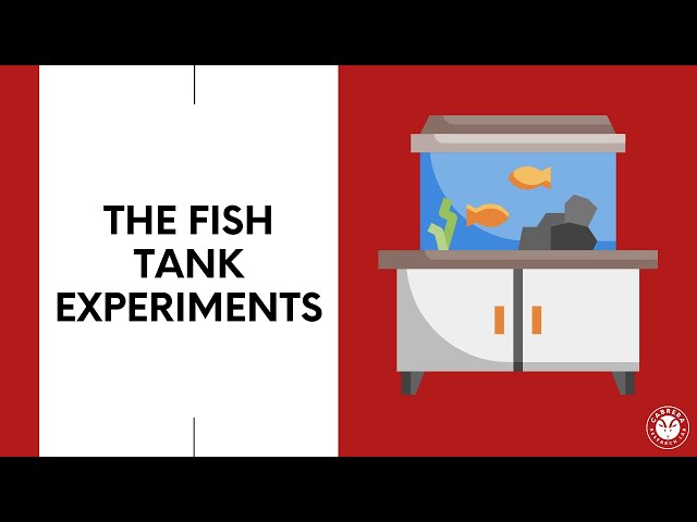 Drs. Cabrera present their research on the Fish Tank Experiments | Research Made Simple