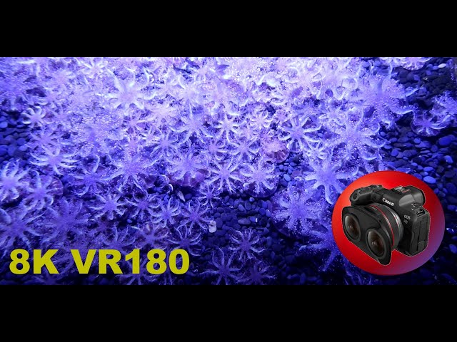 8K VR180 3D Jelly Fish/Jellies at Sea World Marine Biology (Travel/Lego ASMR/Music 4K/8K Metaverse)